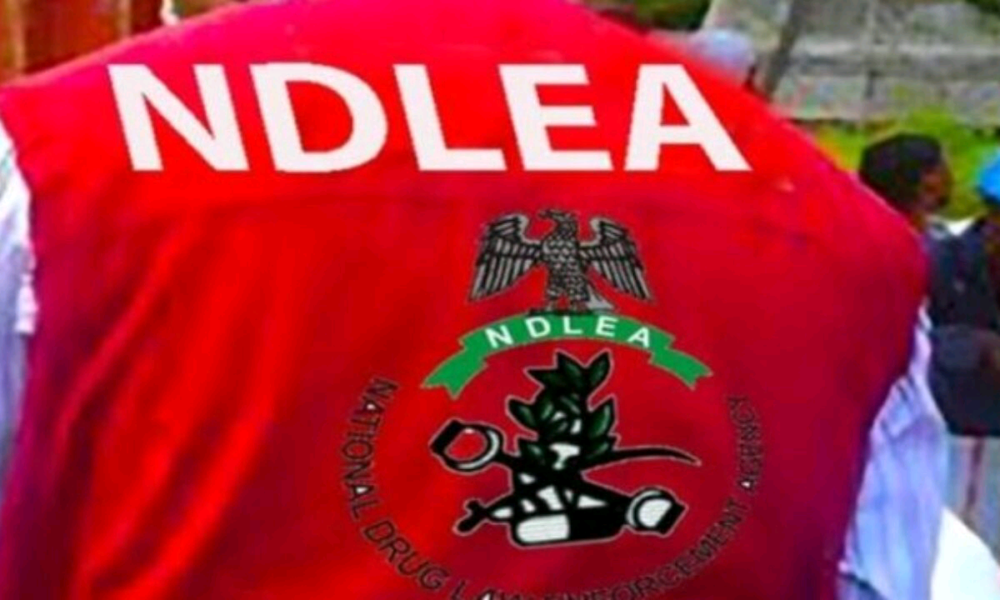 NDLEA intercepts cocaine hidden in stock fish bound for India